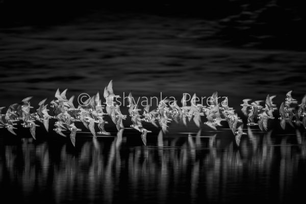 Ballet of Terns