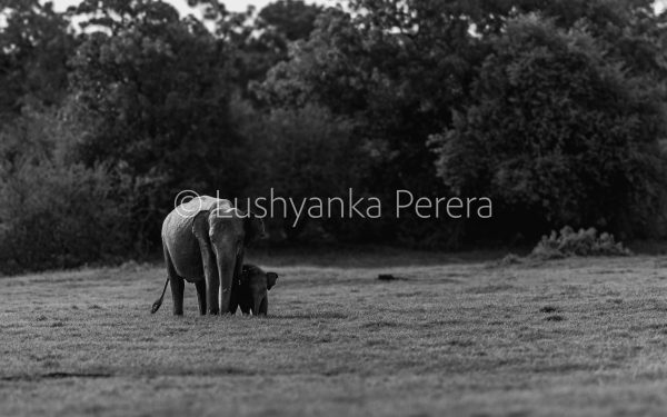 Mother and calf