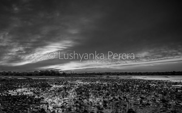 The Lotus Field