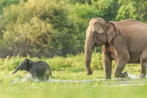 Elephant Moments